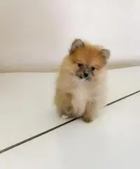 Cuccioli di Pomerania