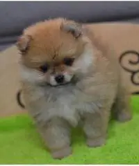 Cuccioli di Pomerania - 2