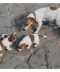 Cuccioli di Jack Russel