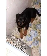 Cuccioli Puri Rottweiler