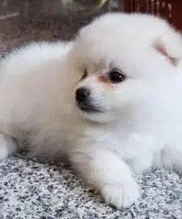 Cuccioli pomeranian per adozione