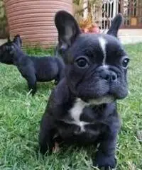 Adorabili cuccioli di Bulldog francese per l'adozione gratuita - 3