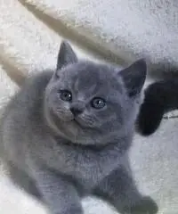 CUCCIOLI BRITISH SHORTHAIR