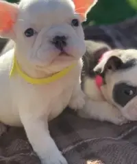 Cuccioli di bulldog francesi