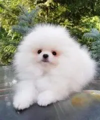 Bella pomeranian