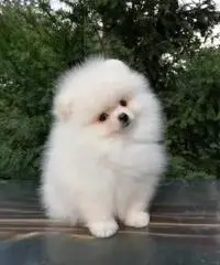 Bella pomeranian - 2