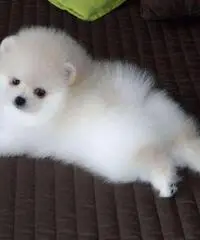 Cuccioli di Pomerania toy