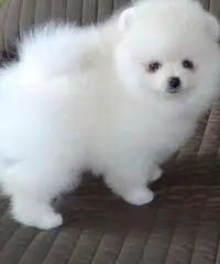 Cuccioli di Pomerania toy - 2