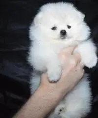 Bel pomeranian carino