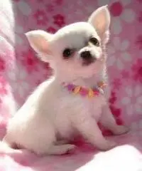 adorabili cuccioli di chihuahua