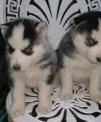 Simpatici cuccioli di husky siberiano m