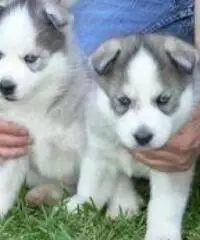 .....Cuccioli di siberian husky addestrati a casa disponibili,,...