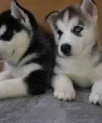 cuccioli di siberian husky giocosi