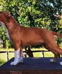 Cucciola amstaff