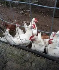 Galline padovane ciuffate e livornese bianche - 2