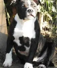 Staffordshire bull terrier