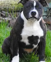 Staffordshire bull terrier - 2