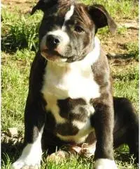 Staffordshire bull terrier - 3