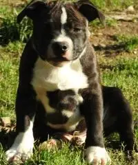 Staffordshire bull terrier - 4