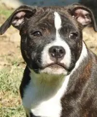 Staffordshire bull terrier - 5