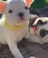 Cuccioli di bulldog francesi