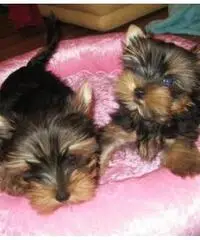 Regalo Cucciolo di Yorkshire Terrier