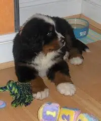 Regalo Cucciolo di Bovaro del Bernese