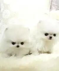 Due fantastici cuccioli di Pomerania