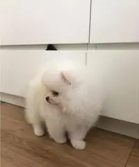 Cuccioli Pomeranian adorabili da vendere