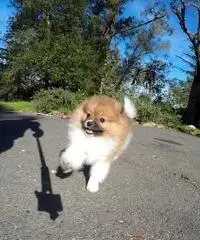 Disponibili bellissimi cuccioli di Pomerania - 2