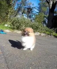 Disponibili bellissimi cuccioli di Pomerania - 3