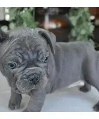 Cuccioli Bulldog Francese Per Adozione .