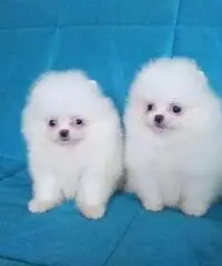 Cuccioli Pomeranian micro tazza da tè affascinante