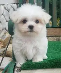 Cuccioli di razza maltese per la tua casa