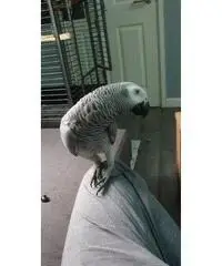 African Gray Parrot