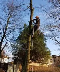 Giardiniere Tree Climbing - 2