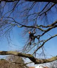 Giardiniere Tree Climbing - 3