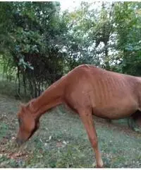 Cavalla purosangue araba anica tre anni