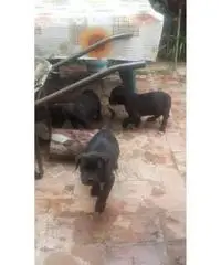 Cuccioli cane corso