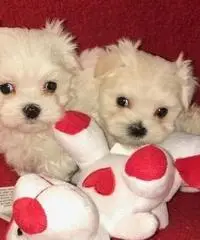 Cucciolo di Pooh maltese