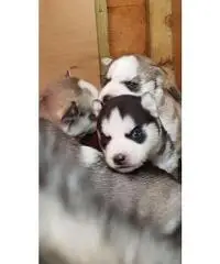 Due cuccioli di husky siberiano