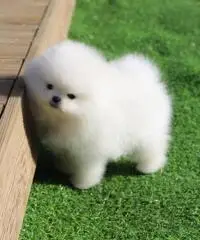 Bellissimo cucciolo Pomeranian di lusso