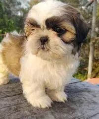 Magnifici cuccioli Shih tzu pronti per l'adozione