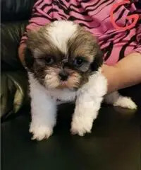 Magnifici cuccioli Shih tzu pronti per l'adozione - 3