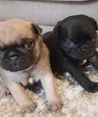 Cuccioli Pug Puppies in vendita - 2