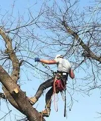 Treeclimbing ed abbattimenti controllati - 2