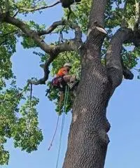 Treeclimbing ed abbattimenti controllati - 3