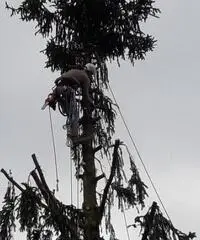 Treeclimbing ed abbattimenti controllati - 5