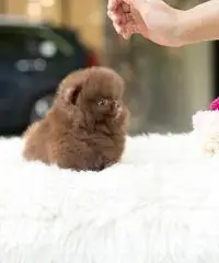 cuccioli di Pomerania maschi e femmine