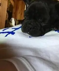 Adorabili cuccioli di bulldog francese